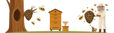 Recupero-sciami-scaled-e1786578679392.png