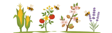 impollinazione-scaled-e1786578732699.png